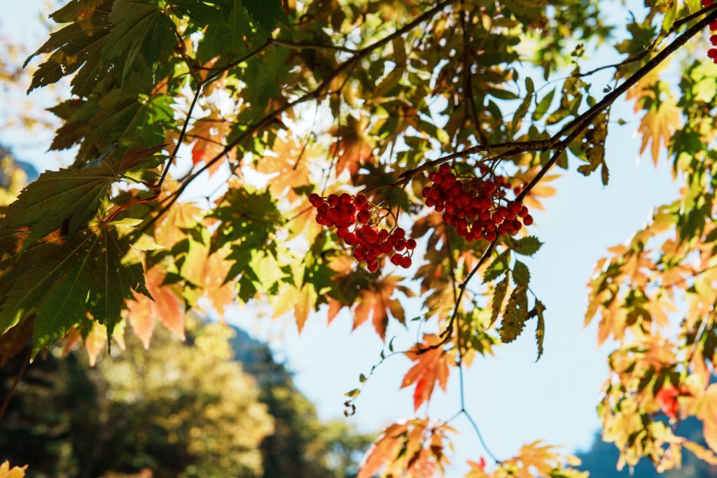 姥湯温泉と紅葉