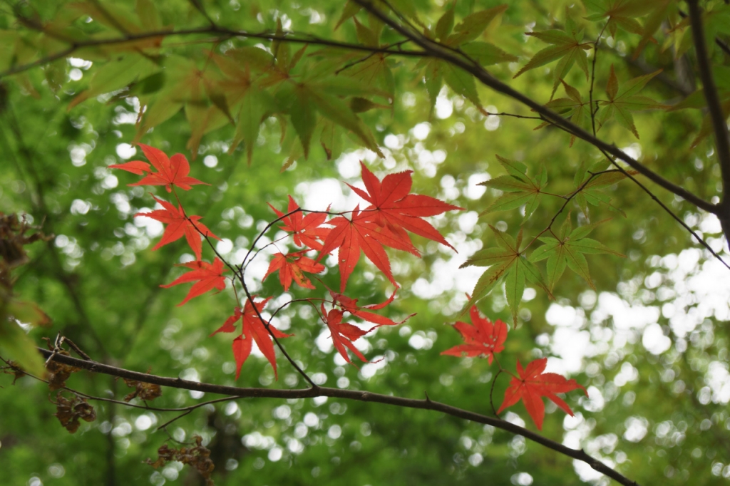 平林寺