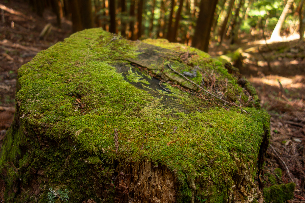 奥多摩 砥山