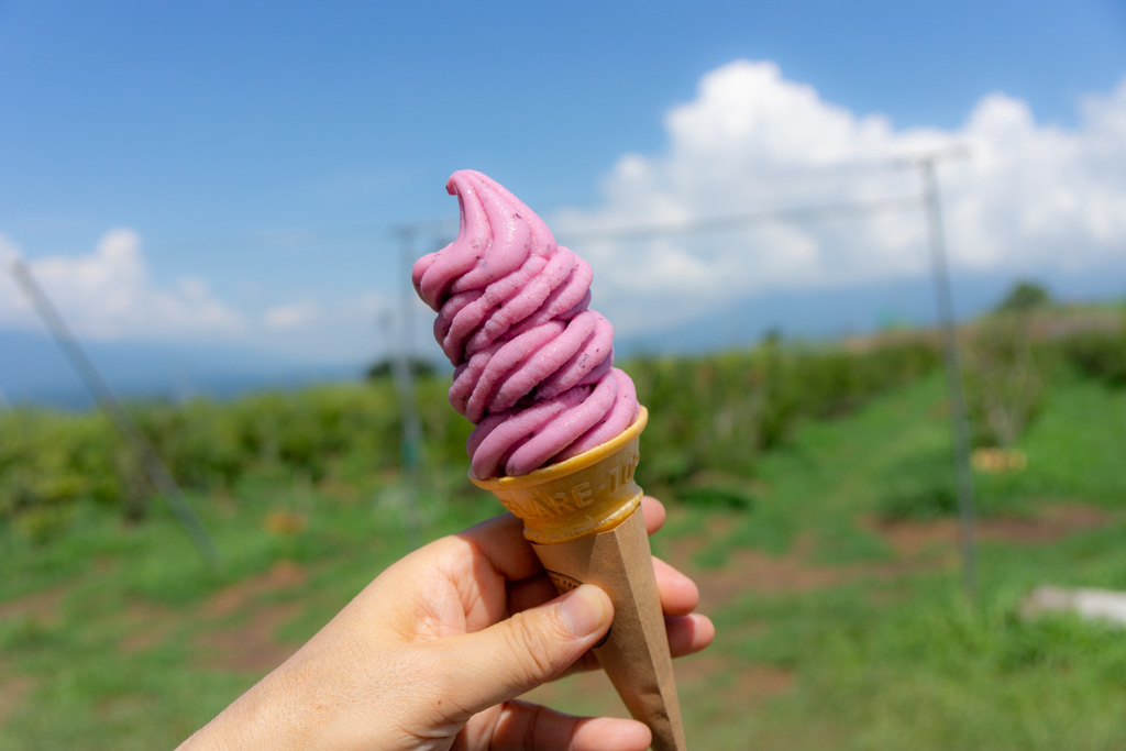 明野サンフラワーフェス