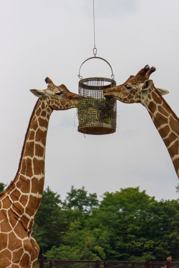 埼玉こども動物自然公園