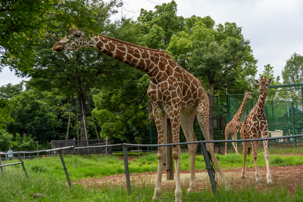 埼玉こども動物自然公園
