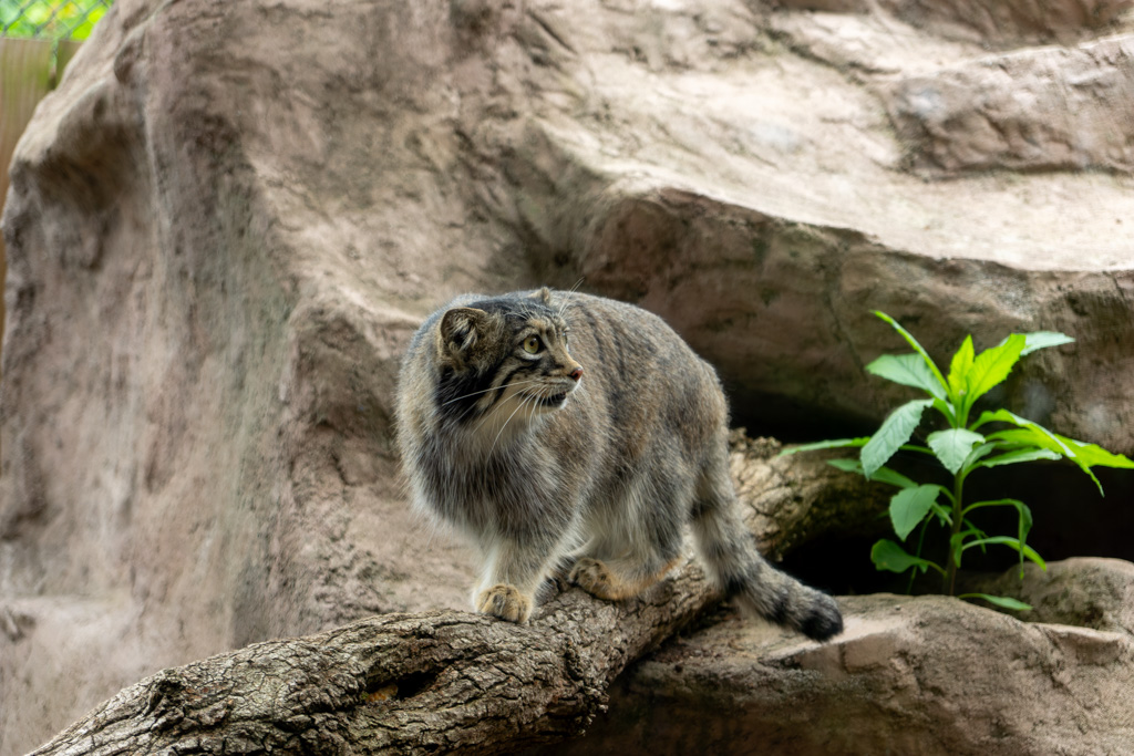 埼玉こども動物自然公園