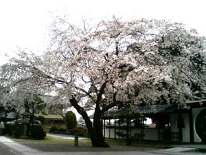 20080330.jpg