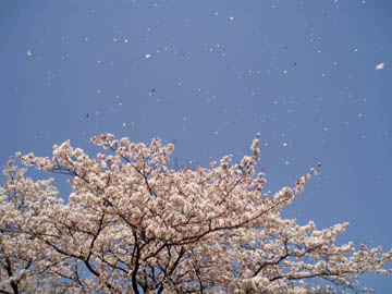 20090411_08.jpg