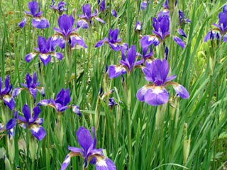 20090705_06.jpg