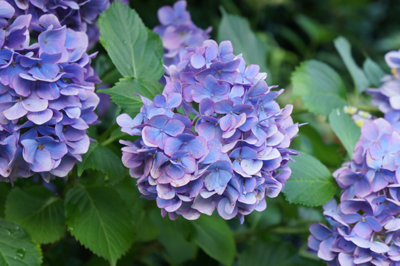 20100704_01.jpg