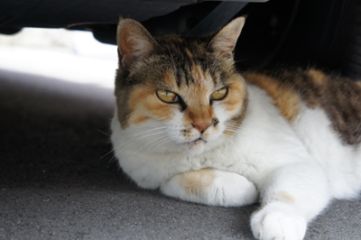 20100710_00.jpg