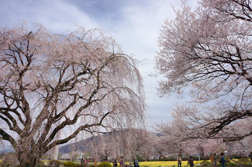 20120421_05.jpg