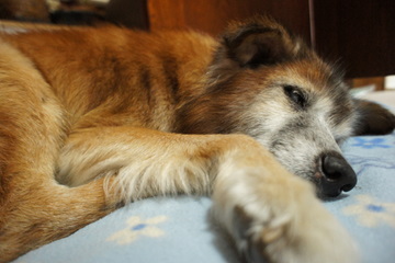 DSC04394-1.JPG