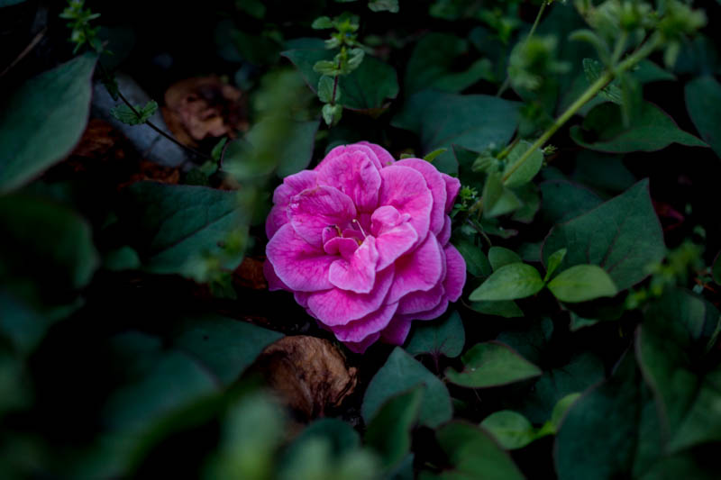 DSC08723.jpg
